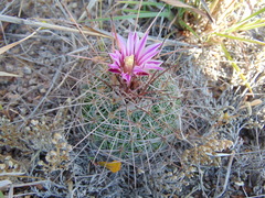 Echinofossulocactus ochoterenaus
