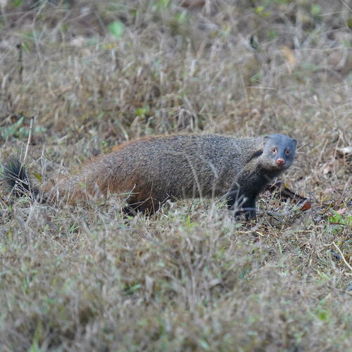 Stripe-necked Mongoose