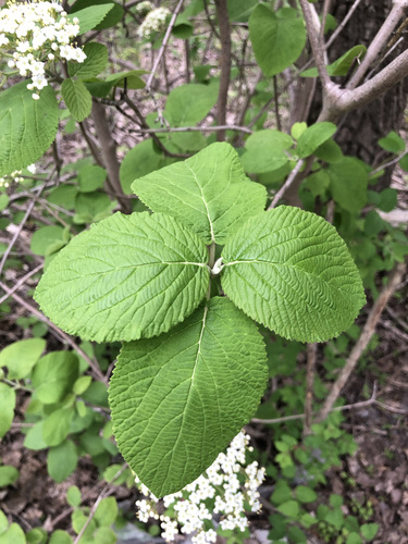 Sodinis putinas nuotrauka