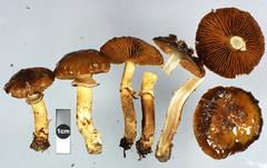 Cortinarius majestaticus