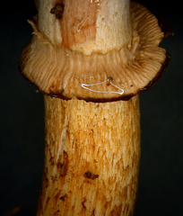 Cortinarius majestaticus