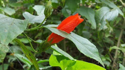 Turk's cap (Malvaviscus arboreus)