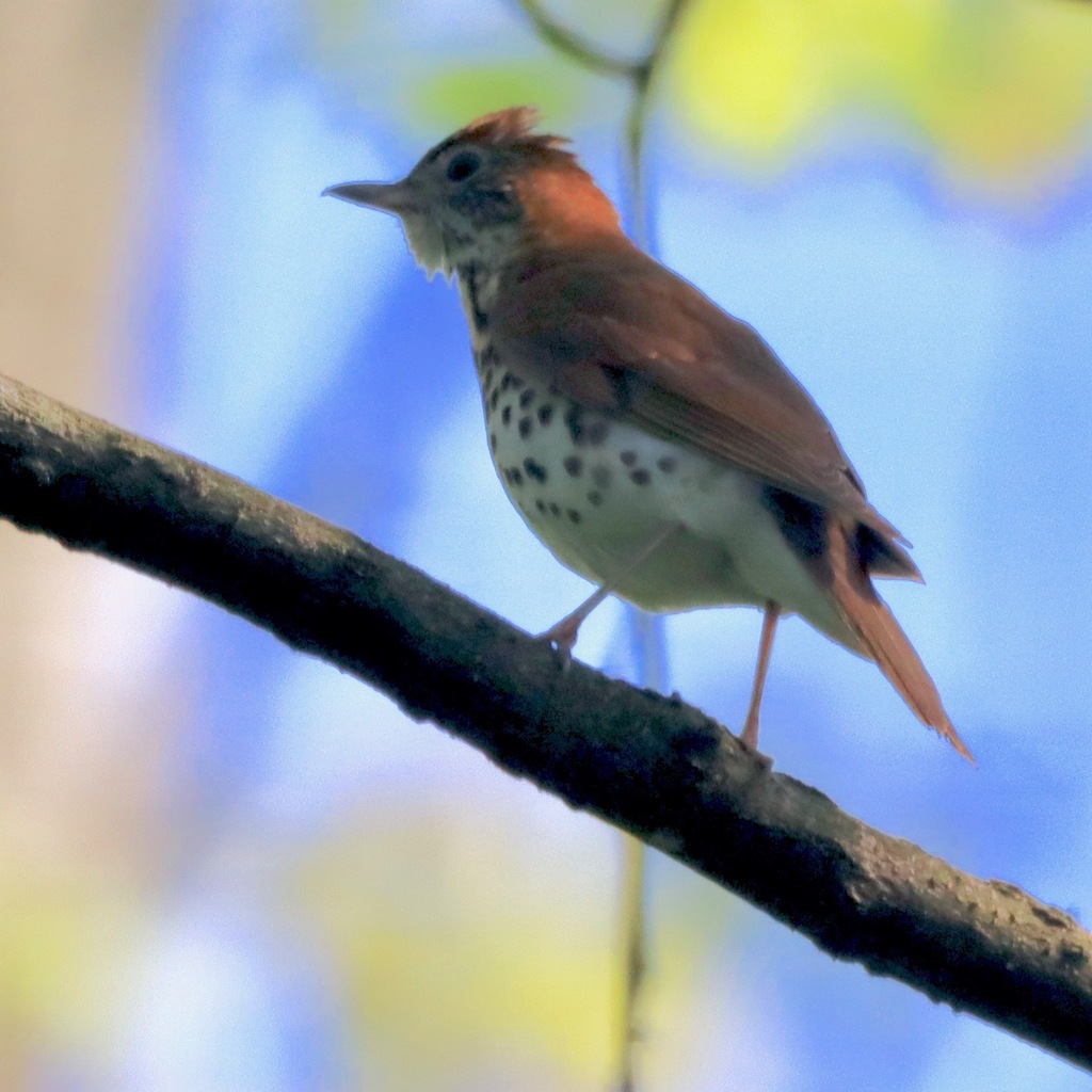 Wood Thrush From Northview, Plainfield Charter Township, Mi 49525, Usa 