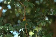 Ploceus brachypterus
