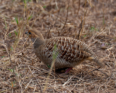 Ortygornis pondicerianus