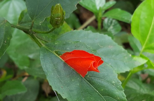 Malvaviscus arboreus