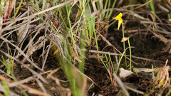 Utricularia bifida