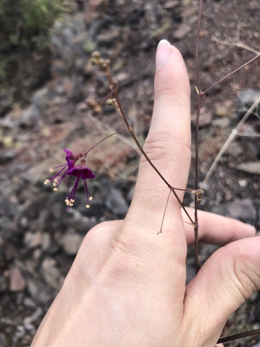 Boerhavia anisophylla