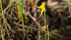 Utricularia bifida