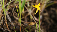 Utricularia bifida