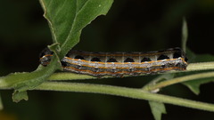 Spodoptera albula