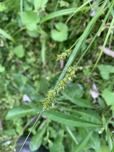 Glomerate sedge (Carex aggregata)