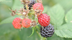 Rubus crataegifolius