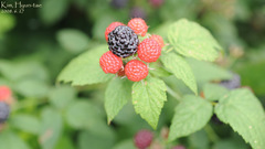 Rubus crataegifolius
