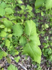 Crataegus intricata, photograph author not stated, no rights reserved