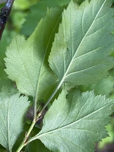 Crataegus intricata, photograph 4