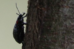 Alcaeorrhynchus