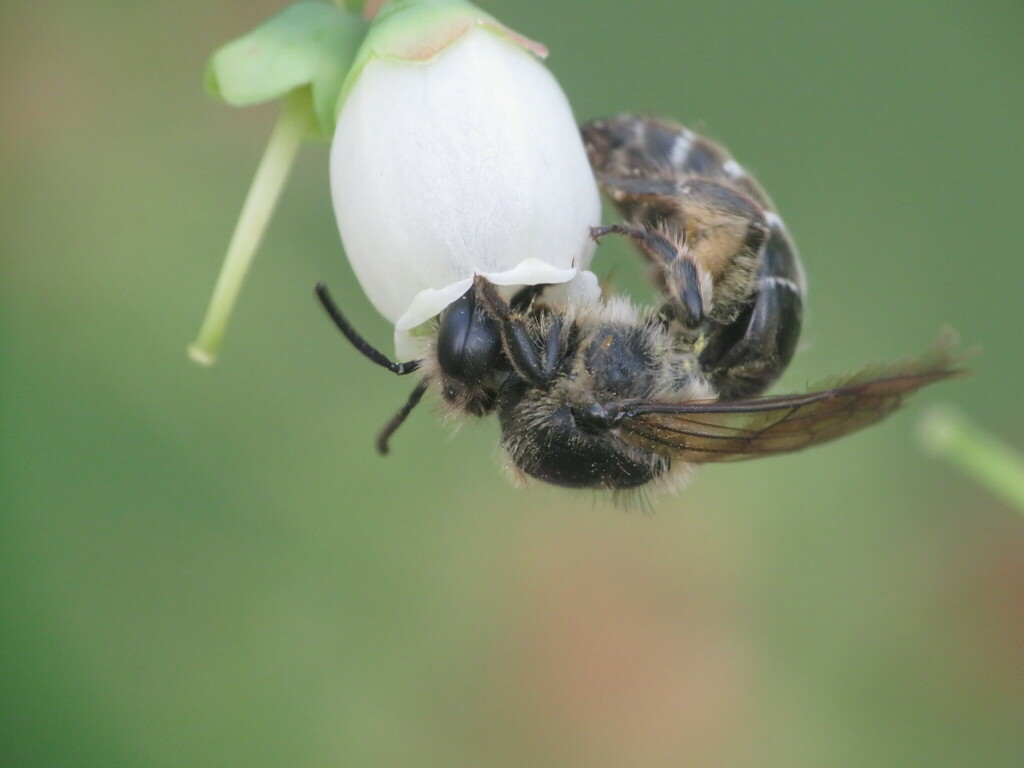 Unequal Cellophane Bee from Rockford, IL, USA on May 15, 2023 at 05:49 ...