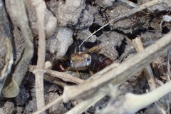 Forficula auricularia