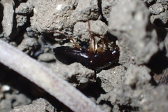 Calathus ruficollis