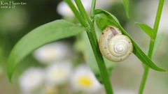 Chosenelix problematica