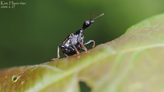 Paracycnotrachelus chinensis