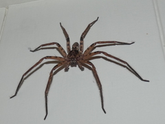 Heteropoda binnaburra