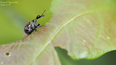 Paracycnotrachelus chinensis