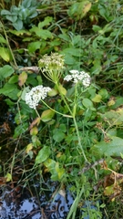 Conioselinum scopulorum