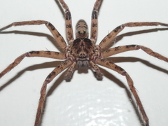 Heteropoda binnaburra