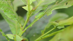 Paracycnotrachelus chinensis