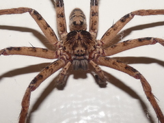 Heteropoda binnaburra