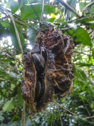 Mucuna sloanei