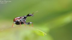 Paracycnotrachelus chinensis
