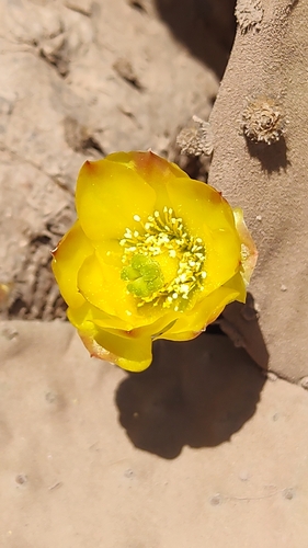 Image of Opuntia decumbens by no rights reserved