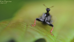 Paracycnotrachelus chinensis