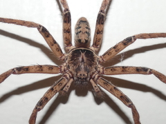 Heteropoda binnaburra