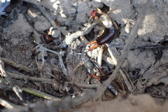 Forficula auricularia