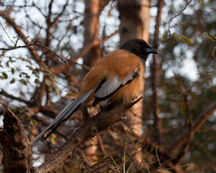 Dendrocitta vagabunda