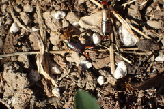 Forficula auricularia