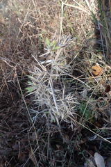 Dichanthelium scoparium