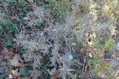 Dichanthelium scoparium