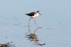 Himantopus himantopus