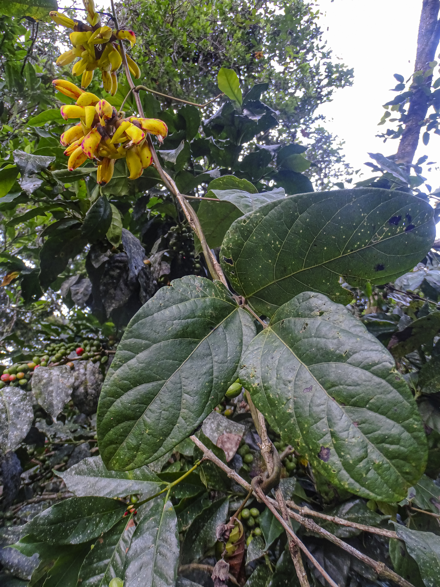 Mucuna sloanei