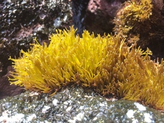 Ahnfeltiopsis concinna