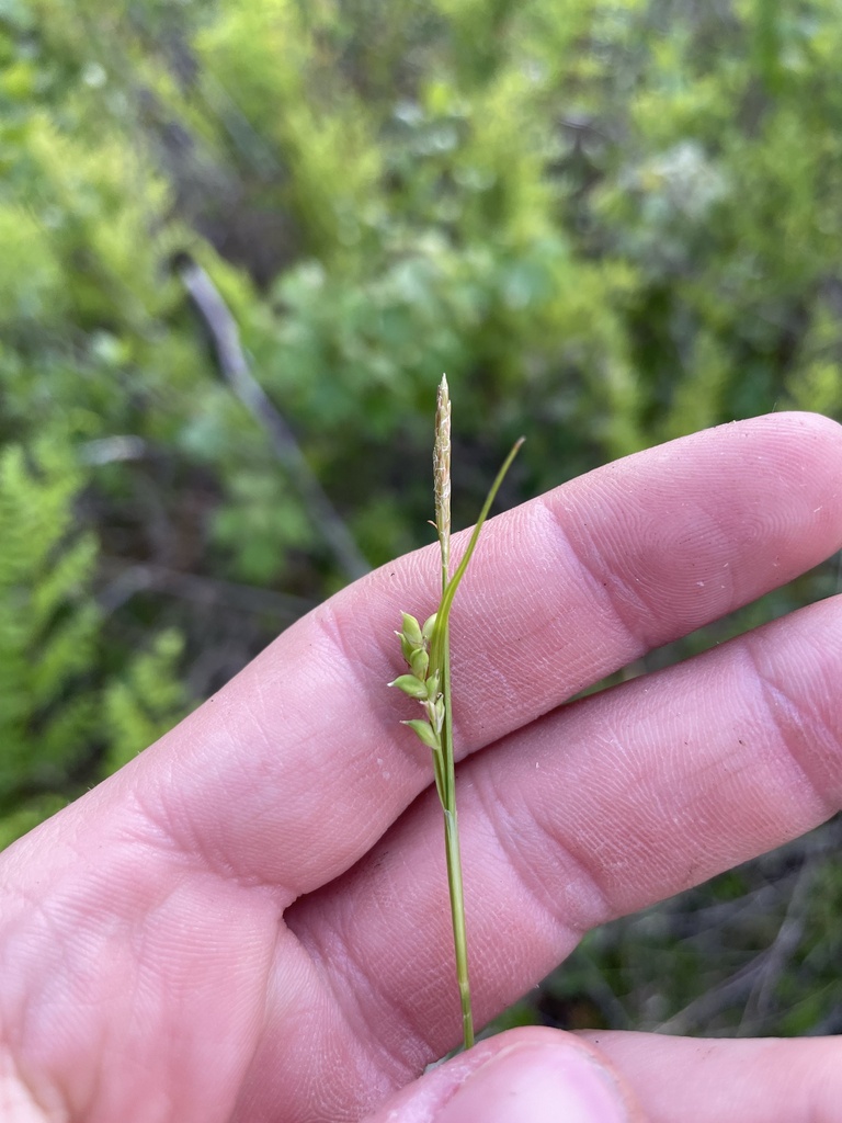 Chapman's sedge from Dogwood Cir, Young Harris, GA, US on May 10, 2023