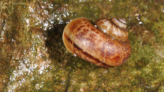 Cyclophorus herklotsi
