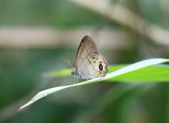 Splendeuptychia pagyris