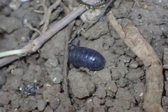 Armadillidium vulgare