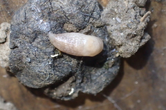 Deroceras reticulatum